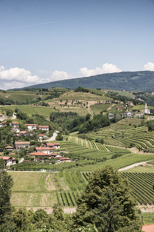斯洛文尼亚靠近意大利的格拉迪斯卡d 'Isonzo葡萄园。